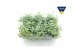 Sedum sieboldii mediovariegatum 