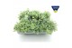 Sedum sieboldii mediovariegatum 