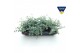 Sedum sieboldii mediovariegatum 