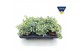 Sedum sieboldii mediovariegatum 