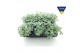 Sedum sieboldii mediovariegatum 