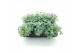 Sedum sieboldii mediovariegatum 