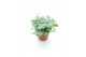 Sedum sieboldii mediovariegatum 