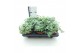 Sedum sieboldii mediovariegatum 