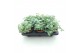 Sedum sieboldii mediovariegatum 