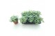 Sedum sieboldii mediovariegatum 
