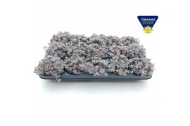 Sedum spathulifolium purpureum Sedum Purpureum p8,5 XL