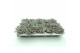 Sedum spathulifolium purpureum Sedum Purpureum p8,5 XL 