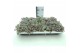 Sedum spathulifolium purpureum Sedum Purpureum p8,5 XL 