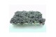 Sedum spathulifolium purpureum Sedum Purpureum p8,5 XL 