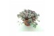 Sedum spathulifolium purpureum Sedum Purpureum p8,5 XL 