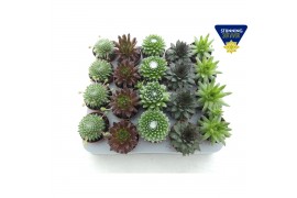 Sempervivum mix