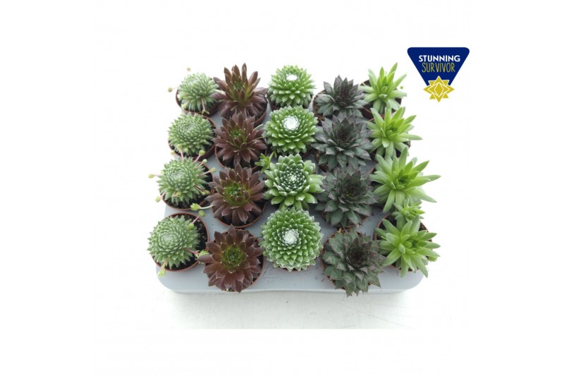 Sempervivum mix 