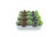 Sempervivum mix 