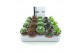 Sempervivum mix 