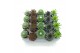 Sempervivum mix 