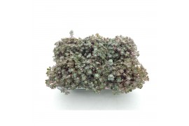 Sedum spathulifolium purpureum XL