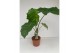 Alocasia portodora Alocasia Portodora 2 pp 