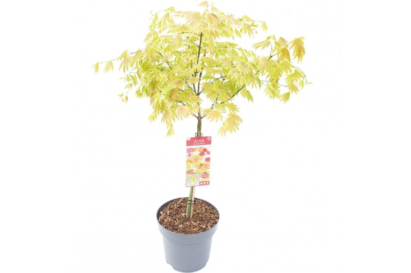 Acer palmatum moonrise 
