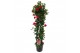 Mandevilla sundaville red Sundaville (Dipladenia) rood P24 piramide 