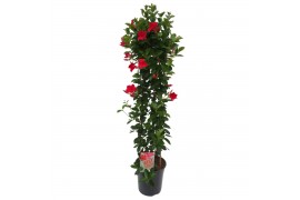 Mandevilla sundaville red Sundaville (Dipladenia) rood P24 piramide
