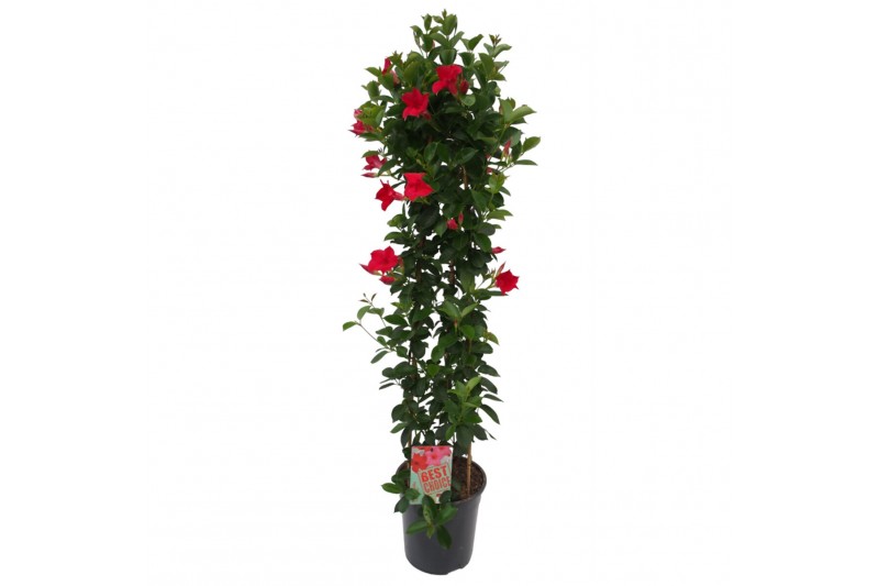 Mandevilla sundaville red Sundaville (Dipladenia) rood P24 piramide 