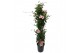 Mandevilla sundaville cream pink Sundaville (Dipladenia) Licht roze P2 