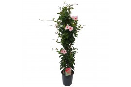 Mandevilla sundaville cream pink Sundaville (Dipladenia) Licht roze P2