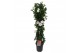 Mandevilla sundaville white Sundaville (Dipladenia) wit P24 piramide 