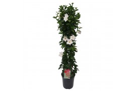 Mandevilla sundaville white Sundaville (Dipladenia) wit P24 piramide