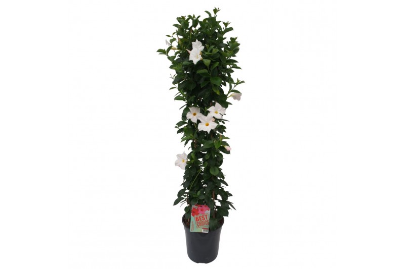 Mandevilla sundaville white Sundaville (Dipladenia) wit P24 piramide Mandevilla sundaville white Sundaville (Dipladenia) wit P24 piramide