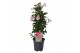 Mandevilla sundaville cream pink dipladenia piramide licht roze 
