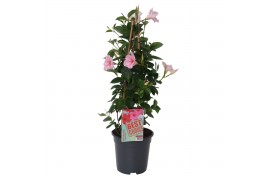 Mandevilla sundaville cream pink dipladenia piramide licht roze