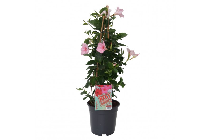 Mandevilla sundaville cream pink dipladenia piramide licht roze 