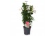 Mandevilla sundaville white dipladenia piramide wit 