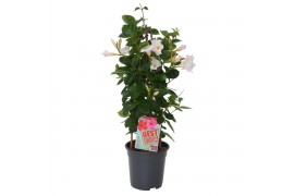 Mandevilla sundaville white dipladenia piramide wit