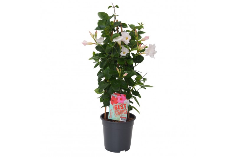 Mandevilla sundaville white dipladenia piramide wit Mandevilla sundaville white dipladenia piramide wit