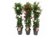 Mandevilla sundaville mix Sundaville (Dipladenia) mix P24 piramide 