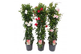 Mandevilla sundaville mix Sundaville (Dipladenia) mix P24 piramide