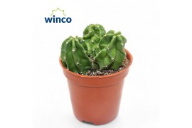 Echinocactus Echinocereus vierecki moricalli
