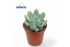 Echeveria Pachyveria Clavifolia