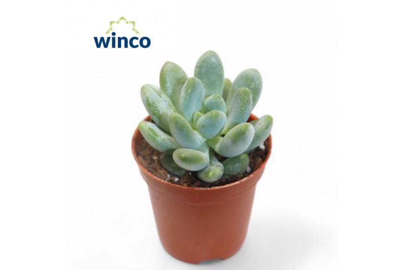 Echeveria Pachyveria Clavifolia 