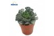 Adromischus maculatus cristatus 