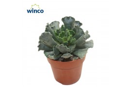 Adromischus maculatus cristatus