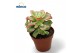 Aeonium Aeonium Kiwi 