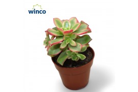 Aeonium Aeonium Kiwi