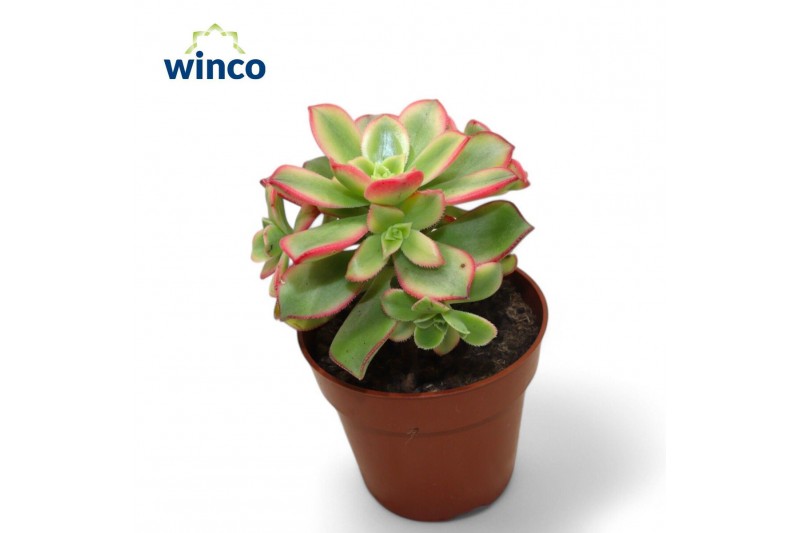 Aeonium Aeonium Kiwi 