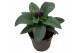 Heliotropium arborescens baby blue 