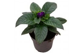 Heliotropium arborescens baby blue