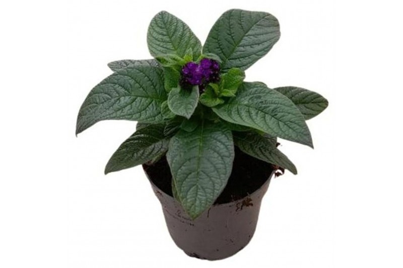 Heliotropium arborescens baby blue 